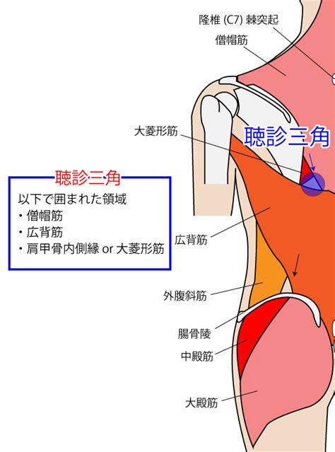 腰三角 構成|聴診三角と腰三角の位置・役割【背部の触診】